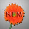 gerbera daisies orange bulk flowers